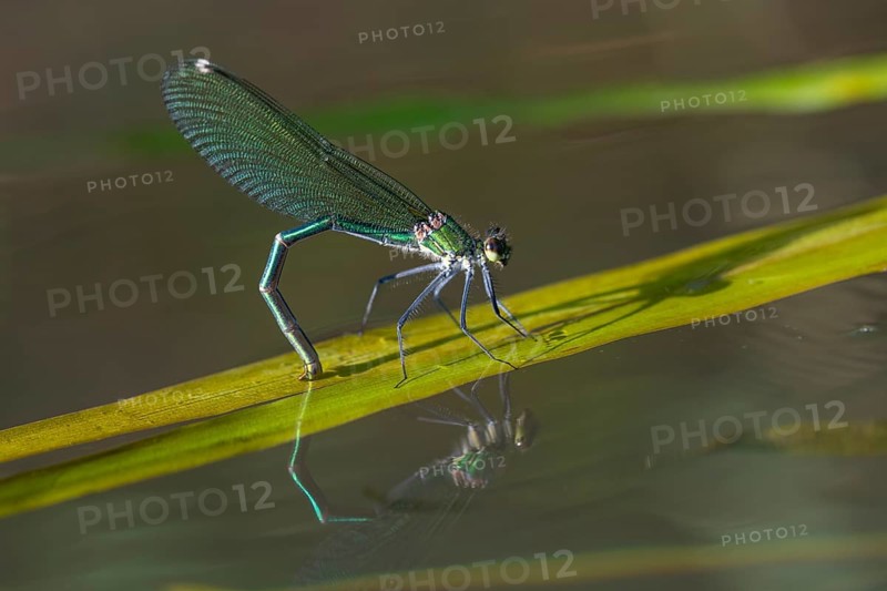 Banded demoiselle