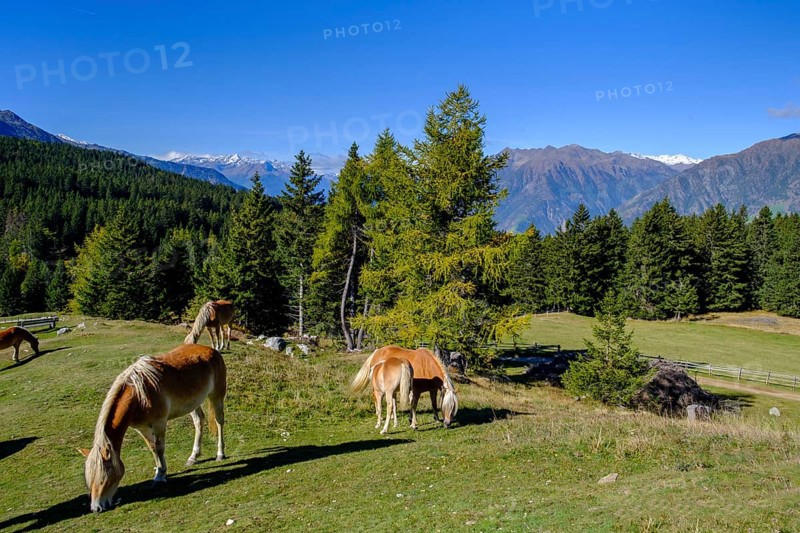 Haflinger
