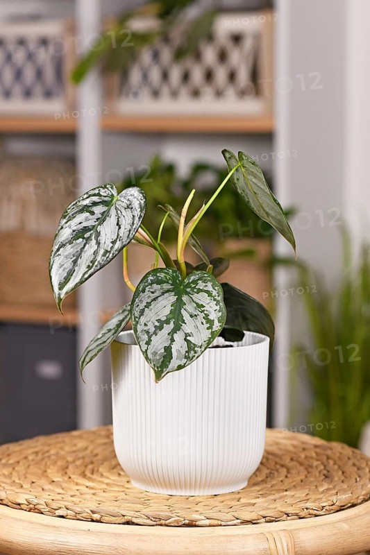 Small exotic 'Philodendron Brandtianum' houseplant with silver pattern on leaves in flower poto on table