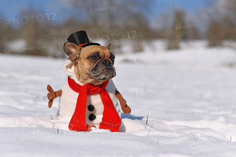 Funny French Bulldog dog dressed up as snowman with full body suit costume with red scarf