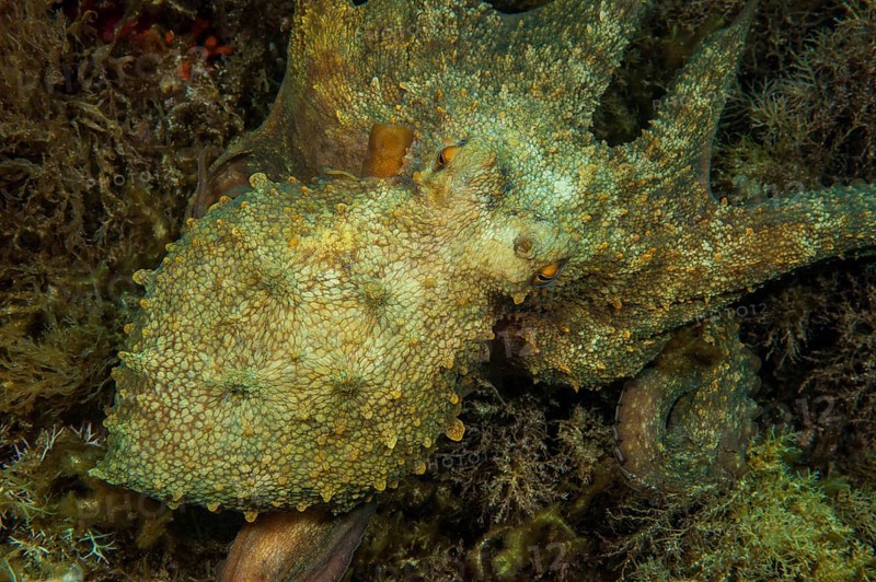 Common octopus