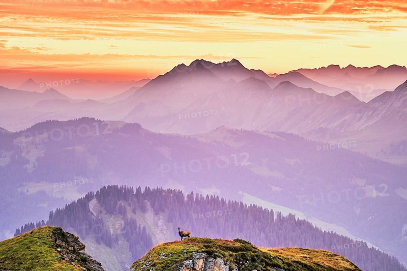 Chamois