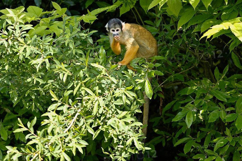 Black-capped squirrel monkey