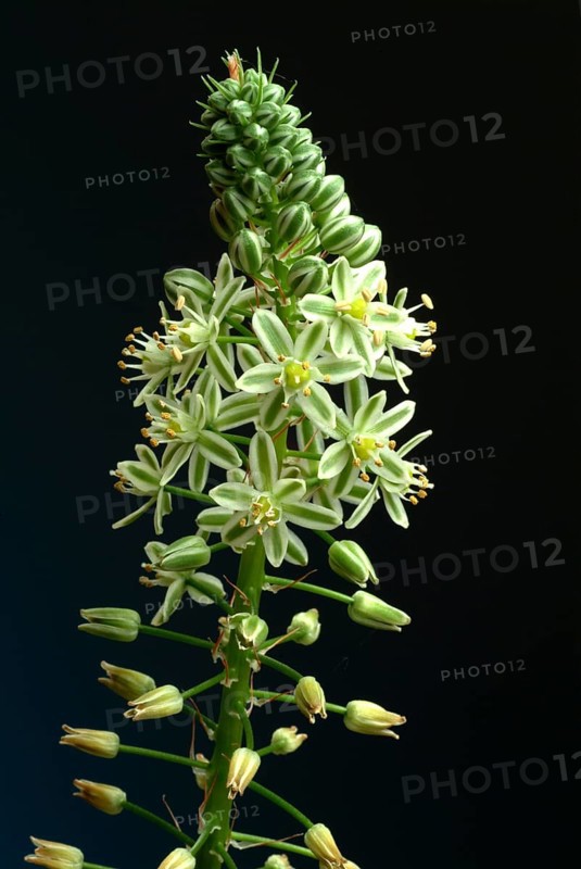 Medicinal plant genuine sea onion