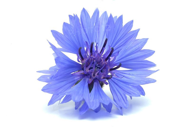 Cornflower