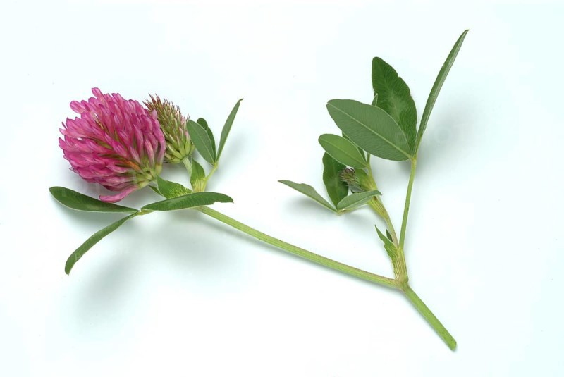 Meadow clover
