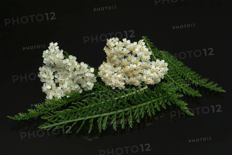 Common yarrow