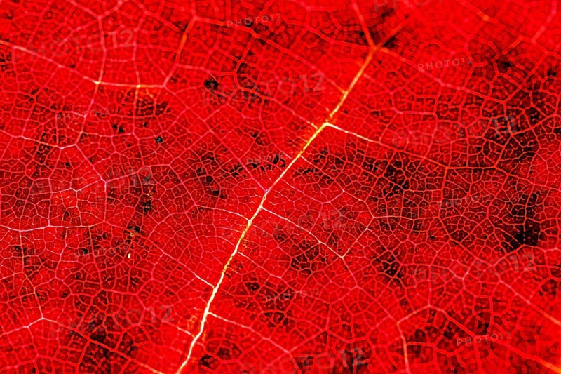 Close-up of the leaf veins and vascular bundles of a red leaf blade
