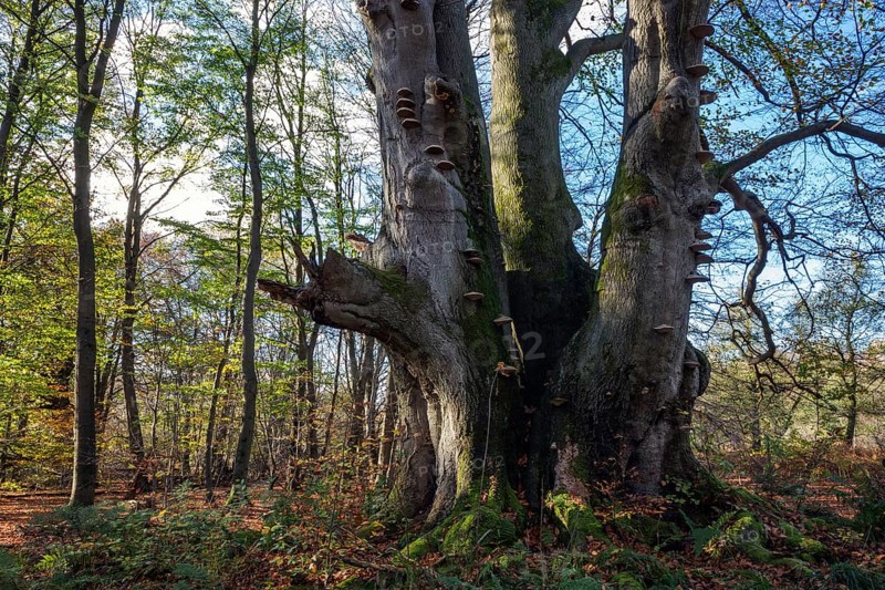 Common beech