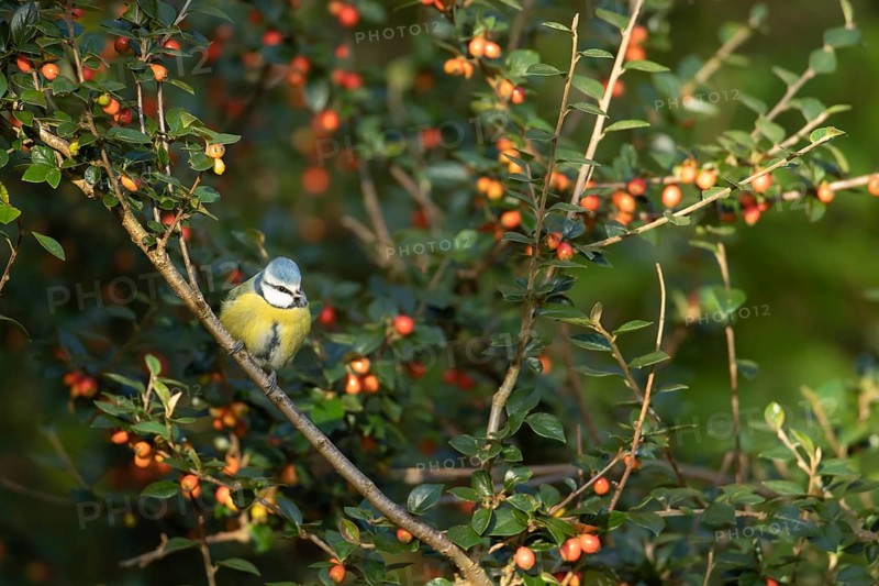 Blue tit