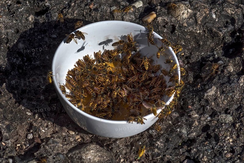 Wasps