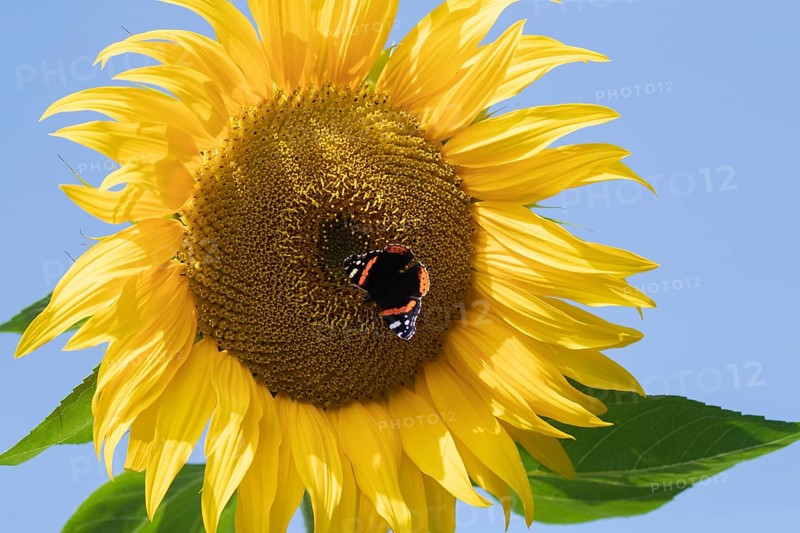 Red admiral