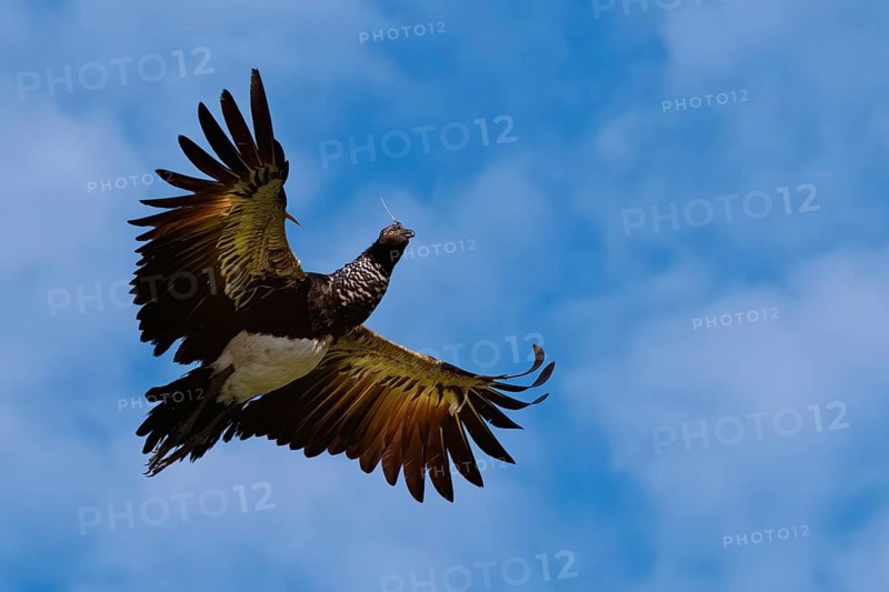 Flying Horned Screamer