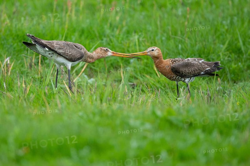 Black-tailed Godwit