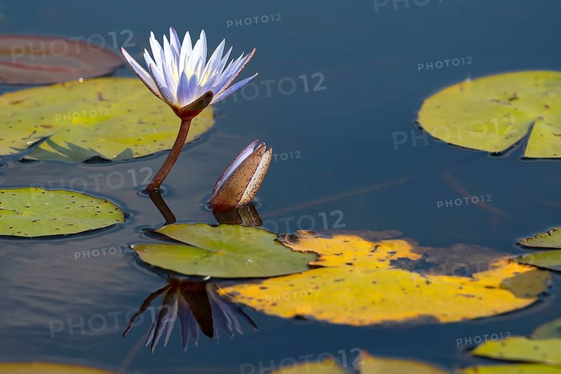 Water lily