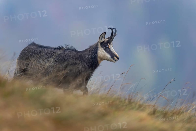 Chamois