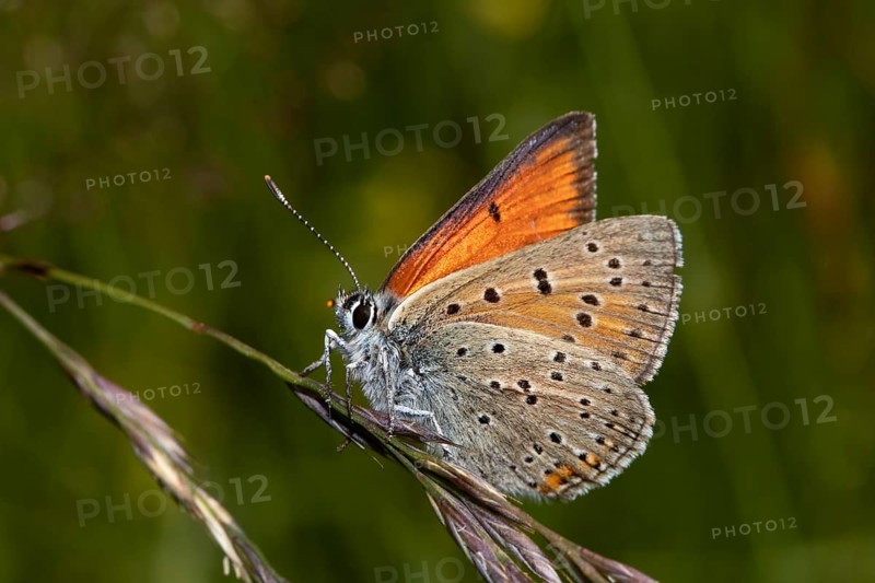 Lilagold fire butterfly male butterfly with half-opened wings sitting on grass panicle left looking