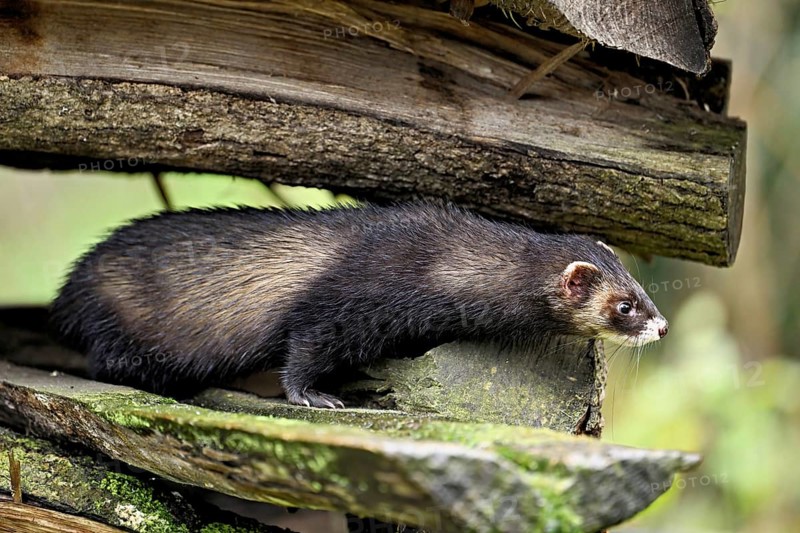 European polecat