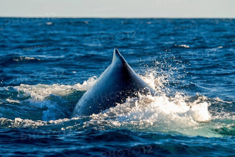 Humpback whale