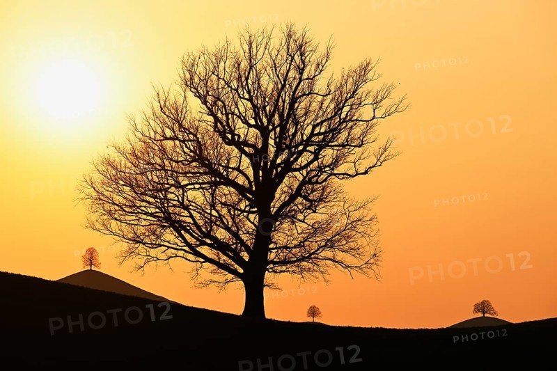 Silhouettes of an oak tree