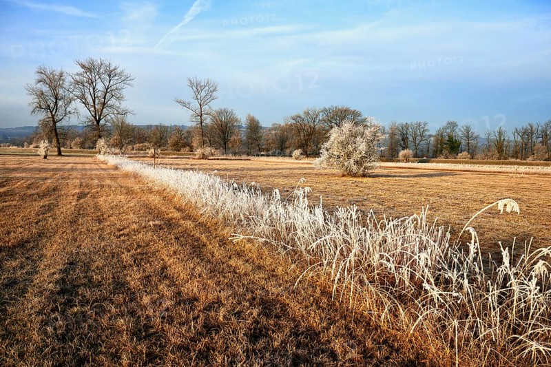 Reed in hoarfrost