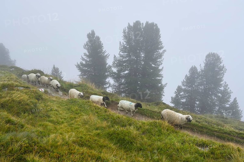 A flock of Valais black-nosed domestic sheep