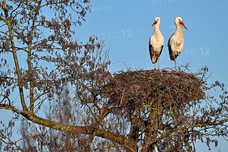 Two white storks