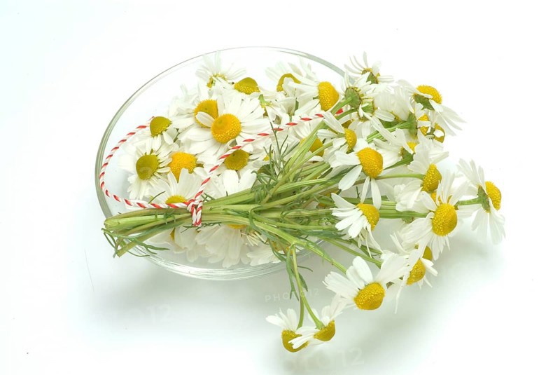 Medicinal plant Chamomile