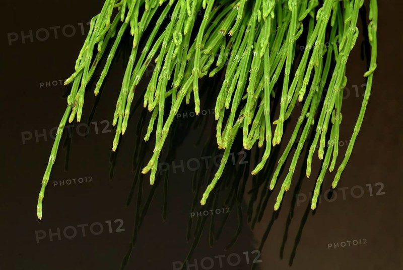 Field horsetail