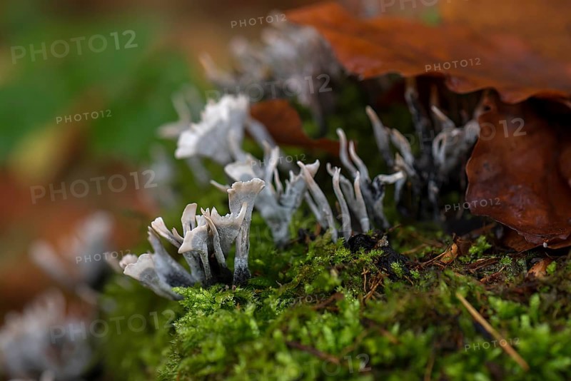 Candlestick fungus