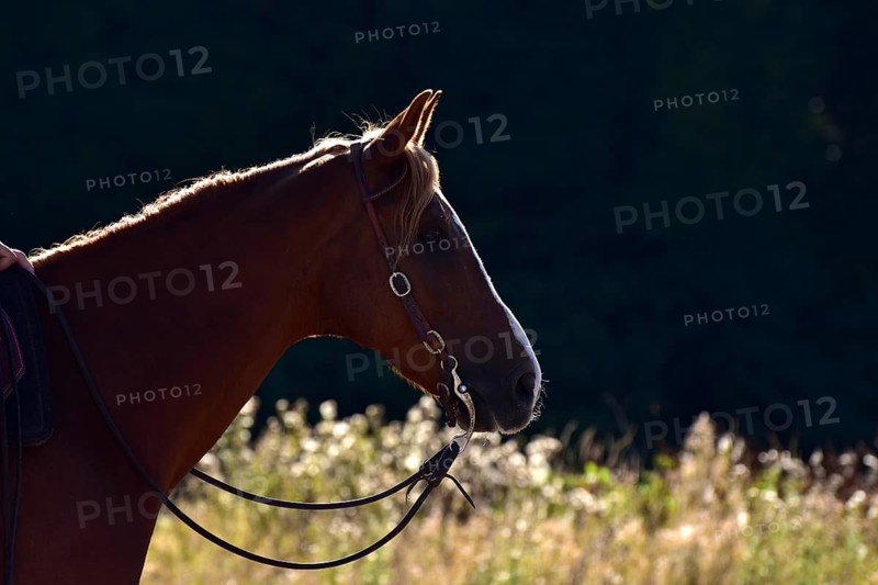Head and neck of an American Quarter Horse stallion backlit with bridle and bit during training