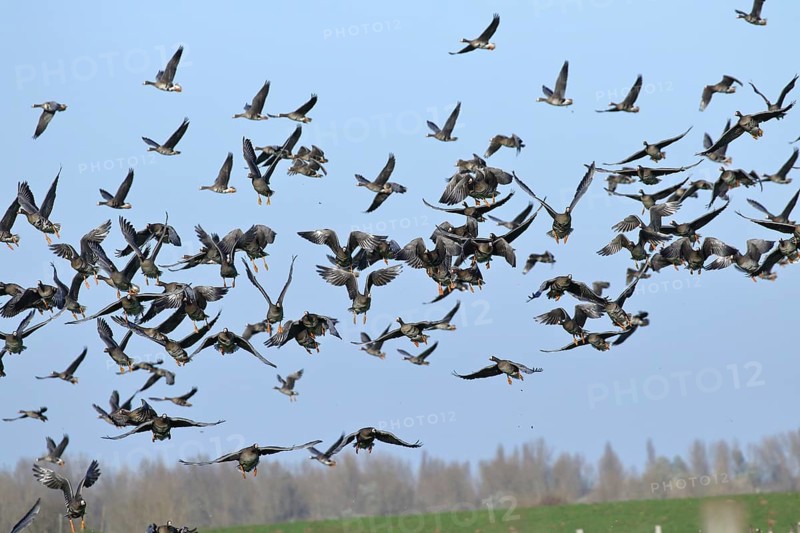Greater white-fronted geese