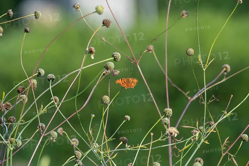 Comma