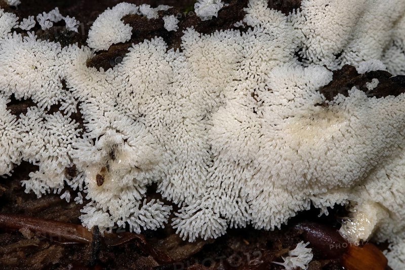 White-yellow net cushion many white fruiting bodies next to each other on tree trunk
