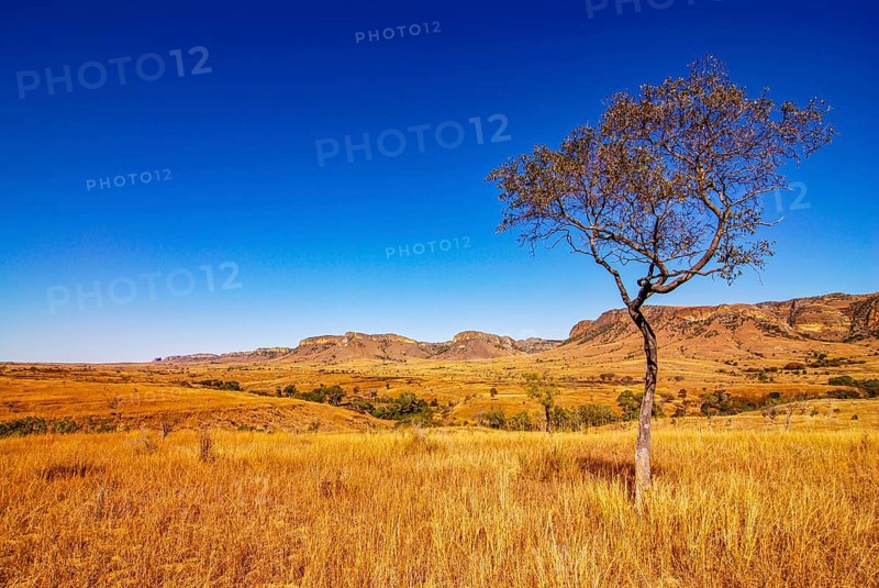 Savannah in the Isalo National Park