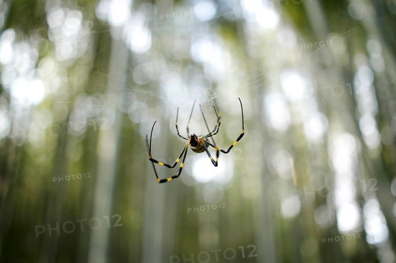 Joro spider