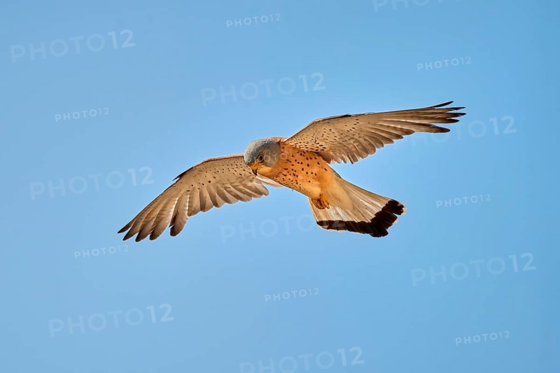 Lesser Kestrel