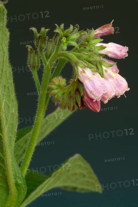 Medicinal plant common comfrey