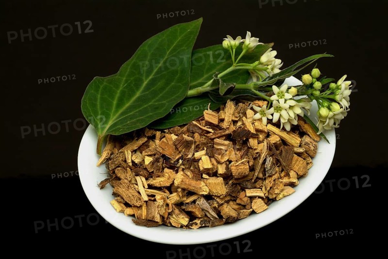 Medicinal plant white swallowwort