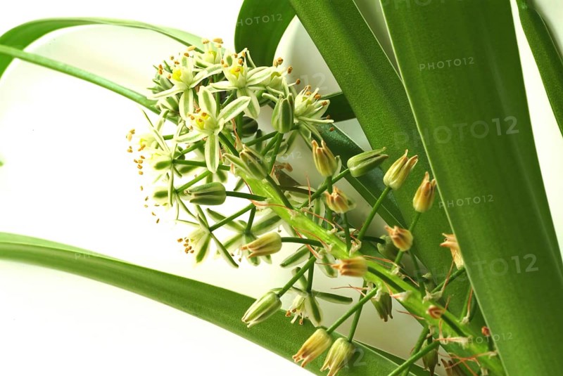 Medicinal plant genuine sea onion