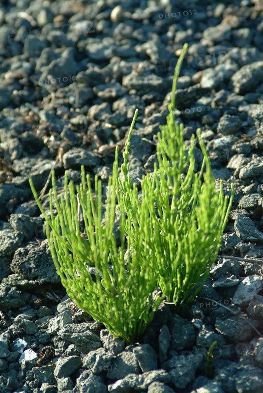 Field horsetail