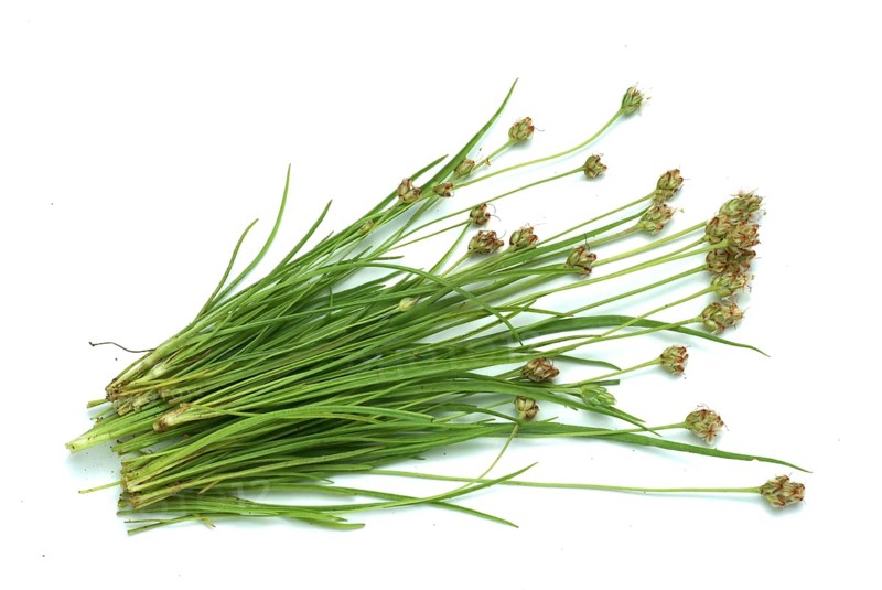 Plant species from the plantain genus