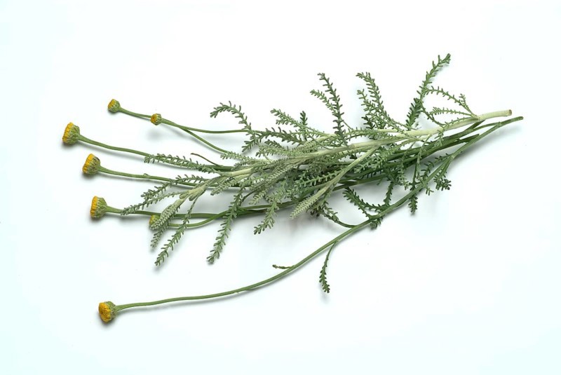Medicinal plant Holy herb