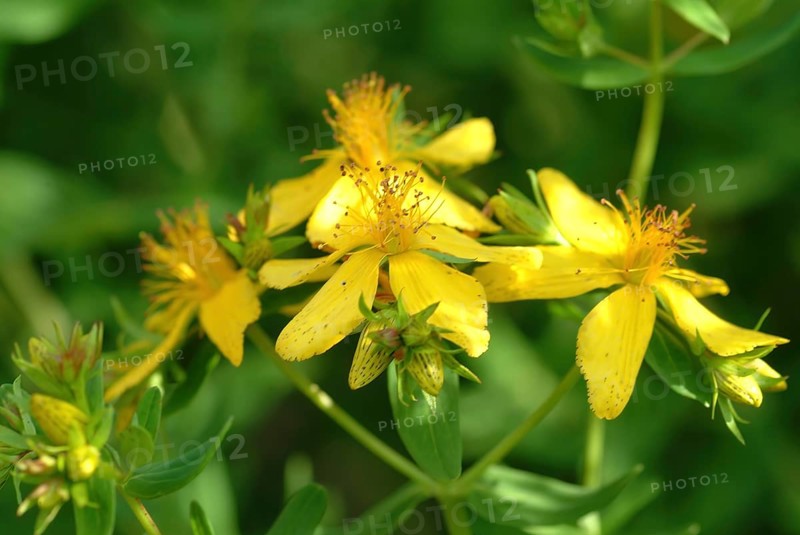 Medicinal plant St. John's wort