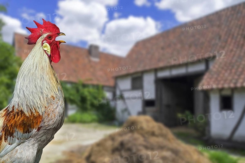Domestic cock