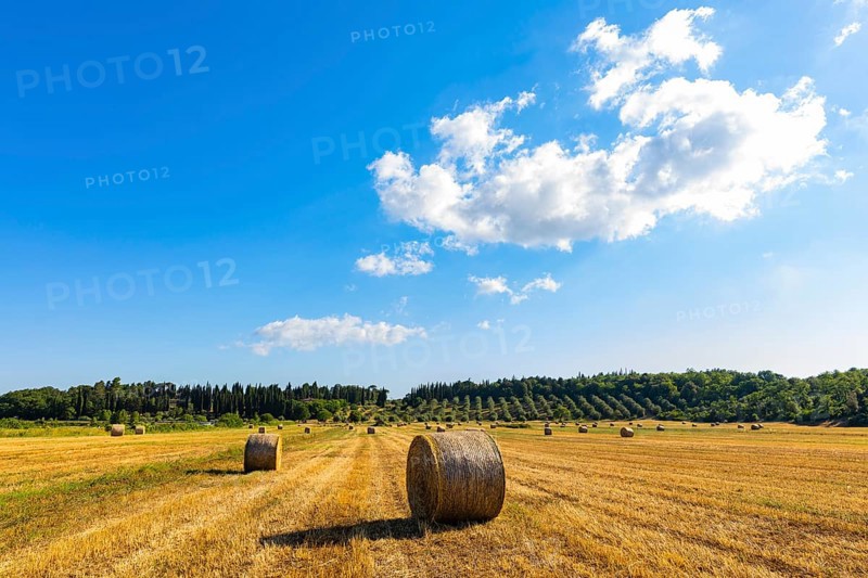 Straw bales on harvested field
