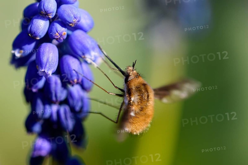 Large bee fly