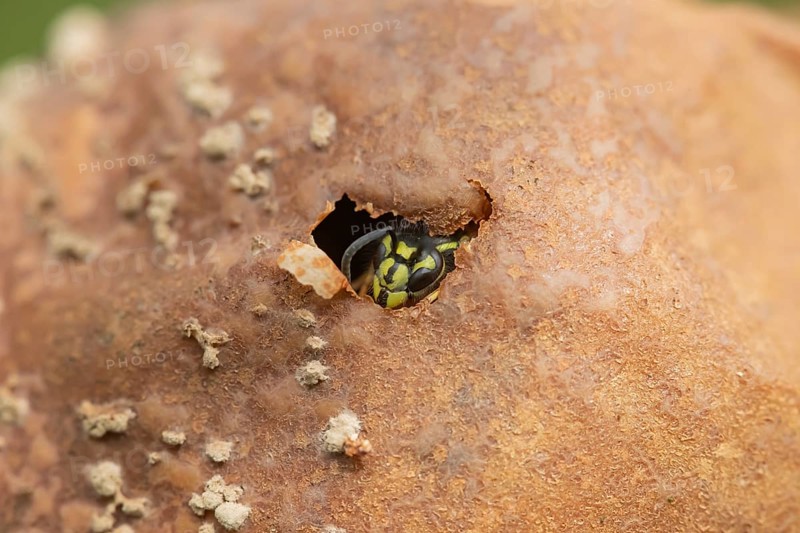 Common wasp