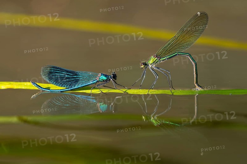 Banded demoiselle
