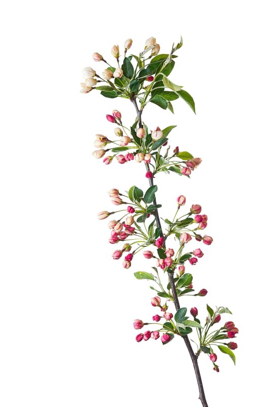 Dwarf cherry-apple